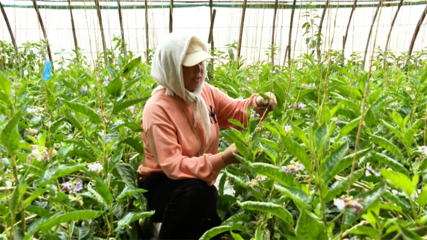 張掖市人民政府推動種植技術開發，助力農業現代化